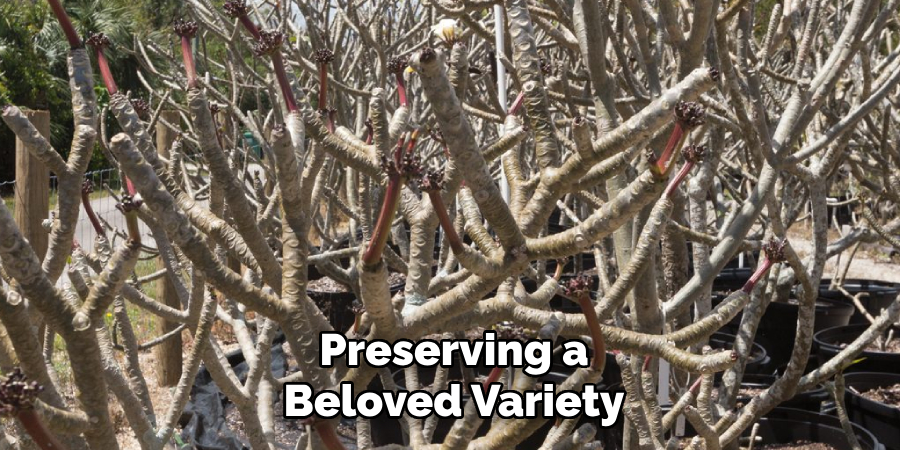Preserving a
Beloved Variety