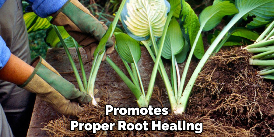 Promotes
Proper Root Healing