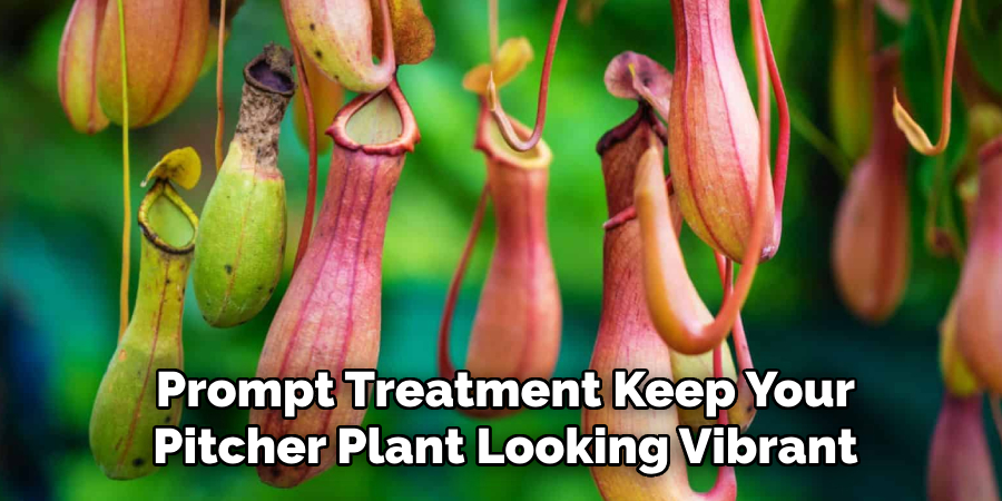 Prompt Treatment Keep Your
Pitcher Plant Looking Vibrant