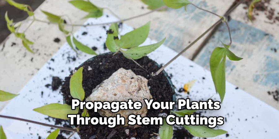 Propagate Your Plants
Through Stem Cuttings