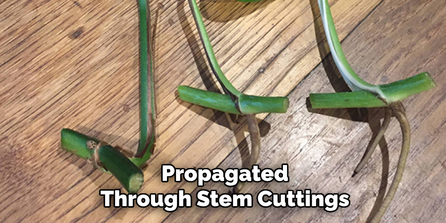 Propagated
Through Stem Cuttings