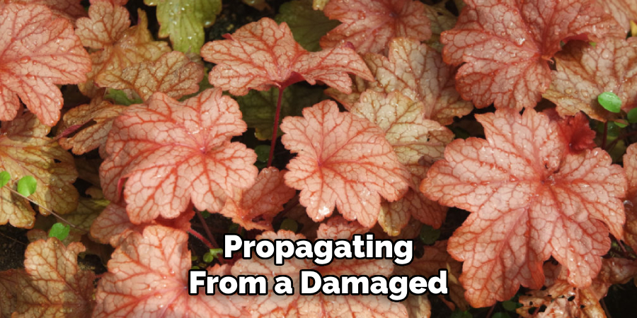Propagating
From a Damaged