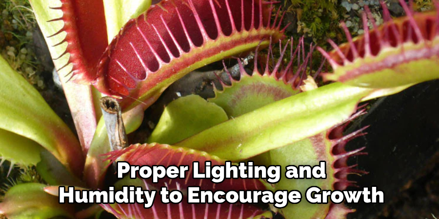 Proper Lighting and
Humidity to Encourage Growth