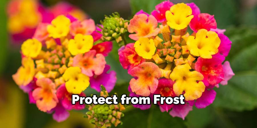 Protect from Frost 