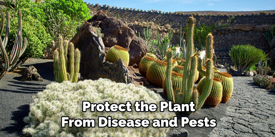 Protect the Plant
From Disease and Pests