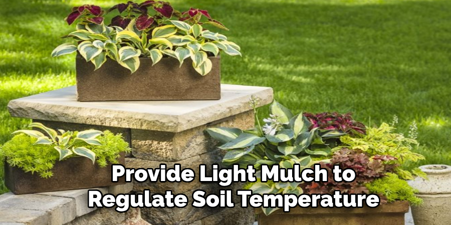 Provide Light Mulch to
Regulate Soil Temperature