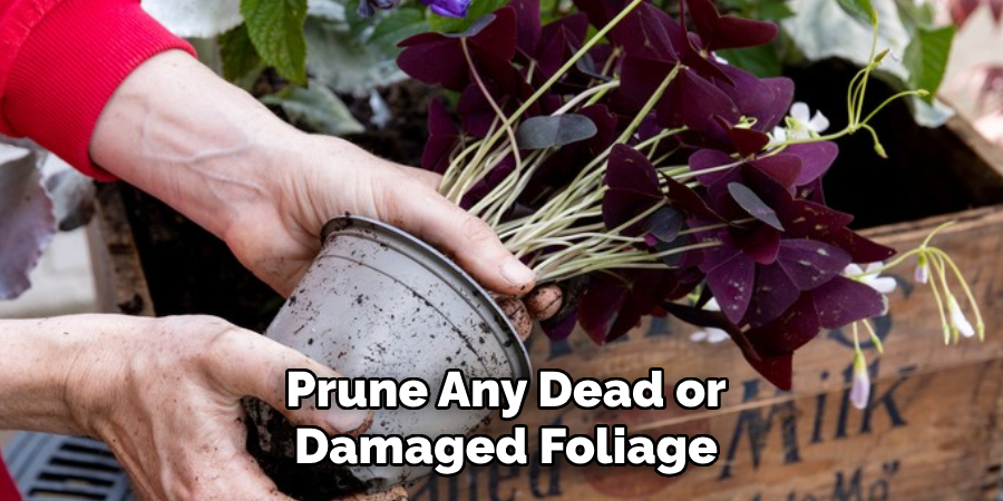 Prune Any Dead or
Damaged Foliage