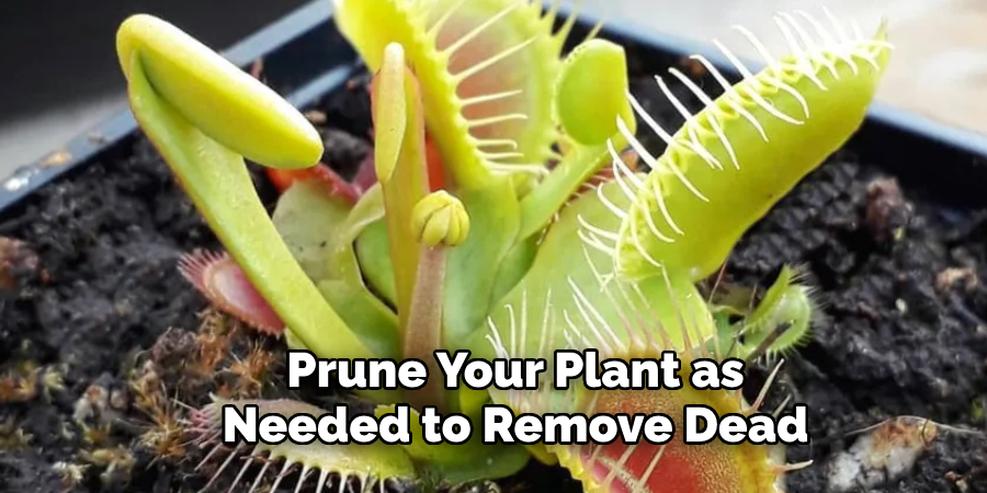 Prune Your Plant as
Needed to Remove Dead