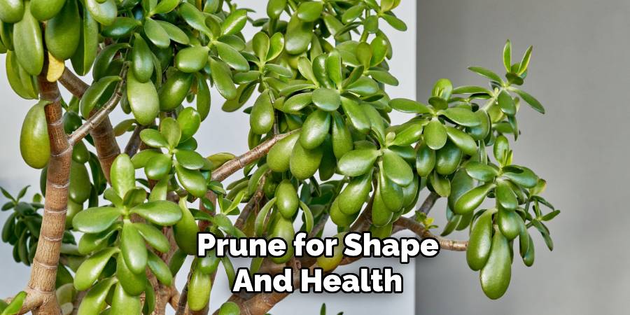 Prune for Shape and Health