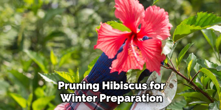 Pruning Hibiscus for Winter Preparation