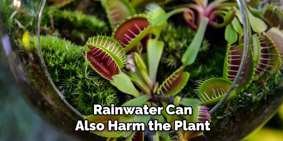 Rainwater Can
Also Harm the Plant