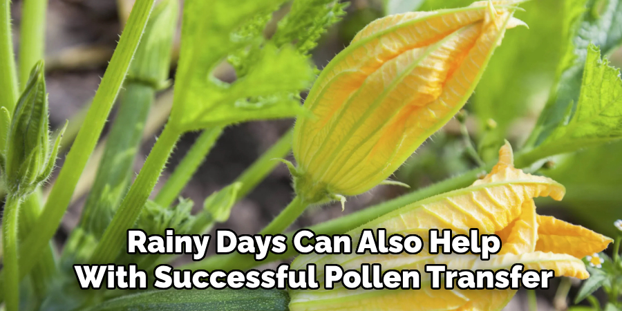 Rainy Days Can Also Help
With Successful Pollen Transfer