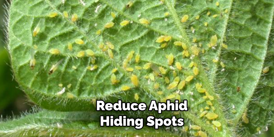 Reduce Aphid
Hiding Spots