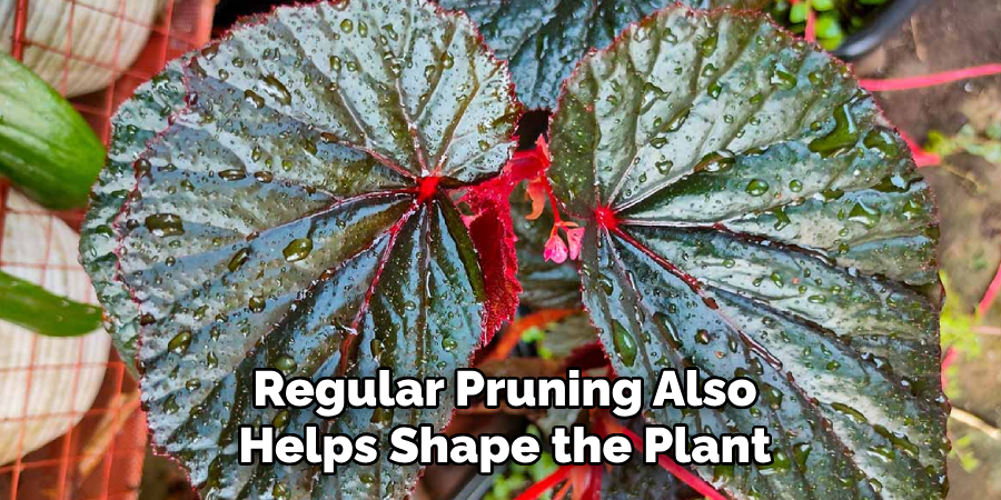 Regular Pruning Also
Helps Shape the Plant