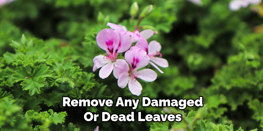 Remove Any Damaged
Or Dead Leaves