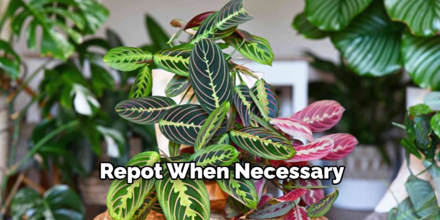 Repot When Necessary