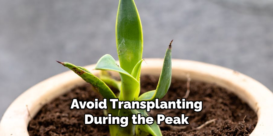 Avoid Transplanting During the Peak