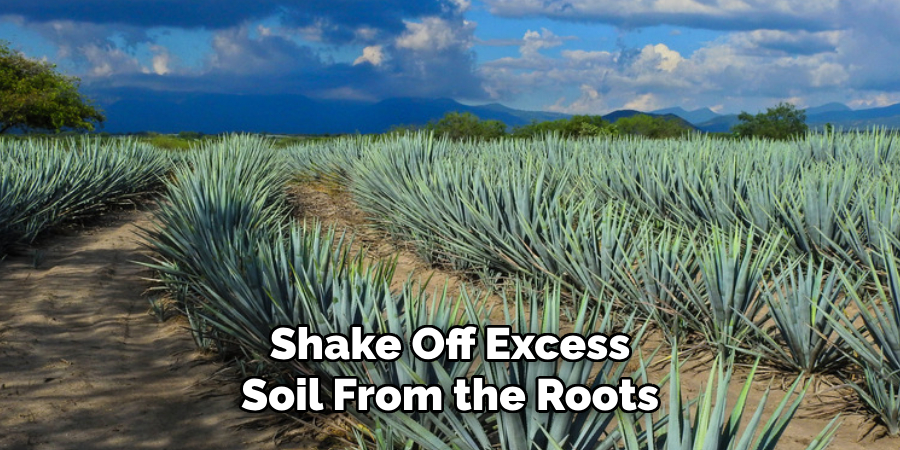 Shake Off Excess Soil From the Roots