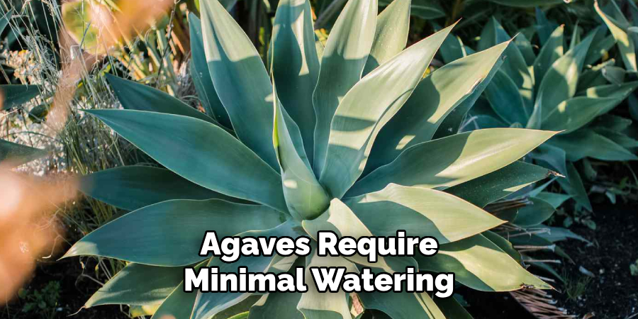Agaves Require Minimal Watering