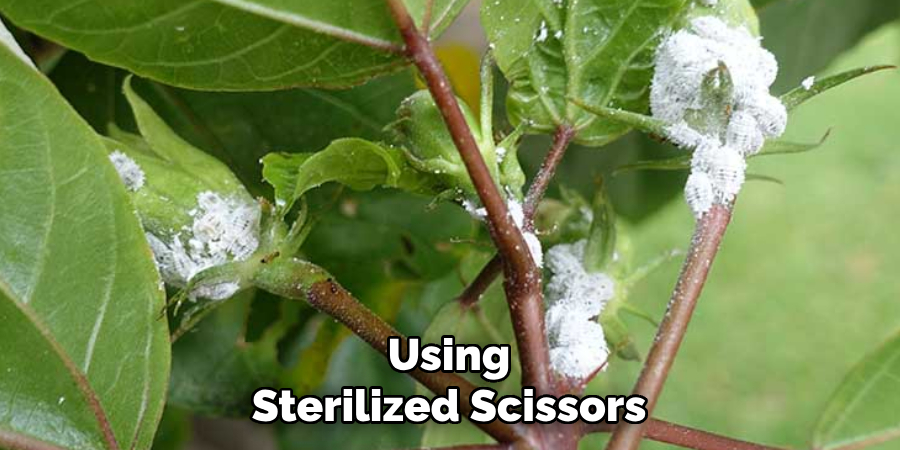 Using Sterilized Scissors