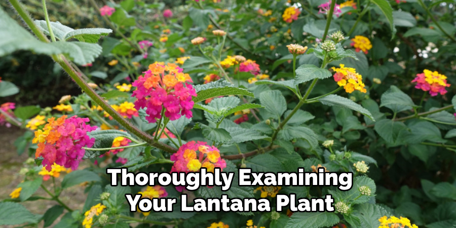 Thoroughly Examining Your Lantana Plant