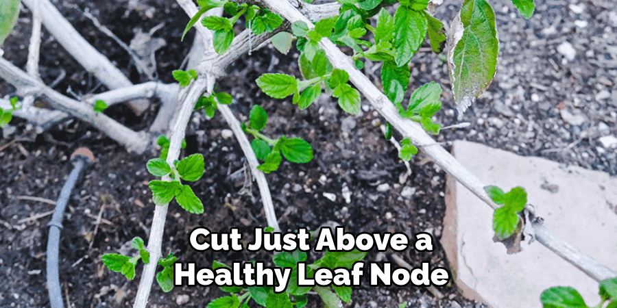 Cut Just Above a Healthy Leaf Node