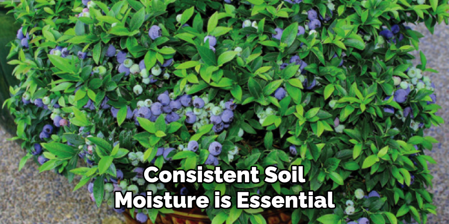 Consistent Soil Moisture is Essential