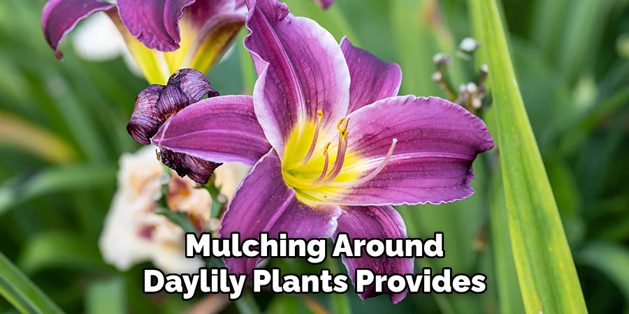 Mulching Around Daylily Plants Provides