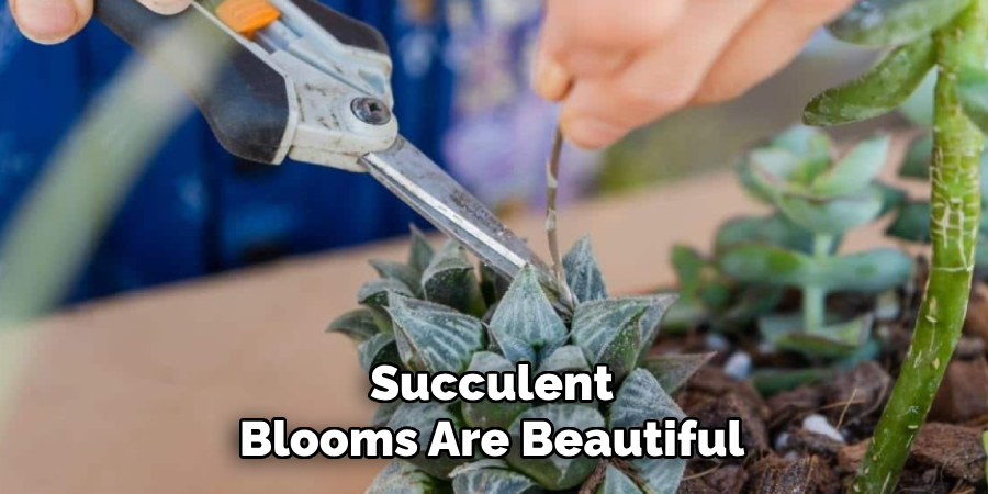 Succulent Blooms Are Beautiful