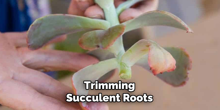 Trimming Succulent Roots