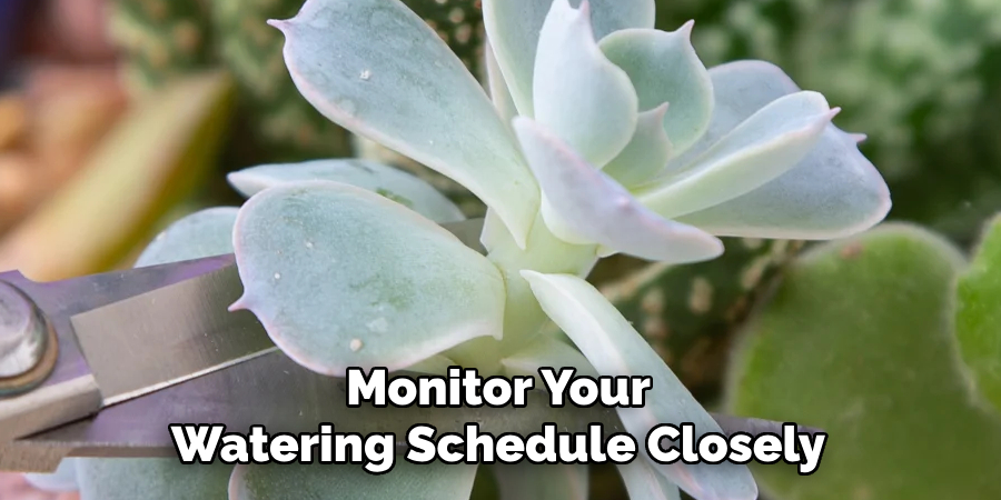Monitor Your Watering Schedule Closely
