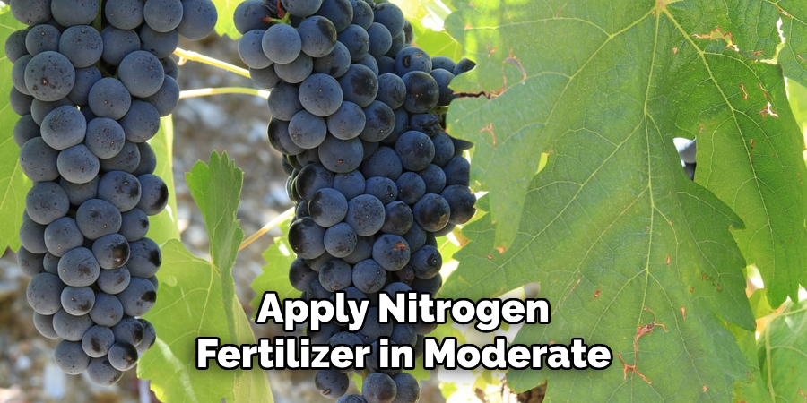Apply Nitrogen Fertilizer in Moderate