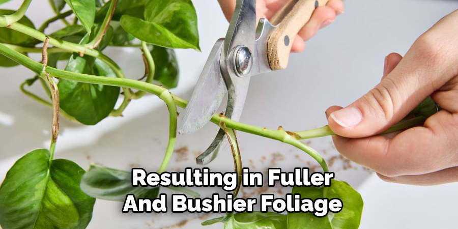 Resulting in Fuller
And Bushier Foliage