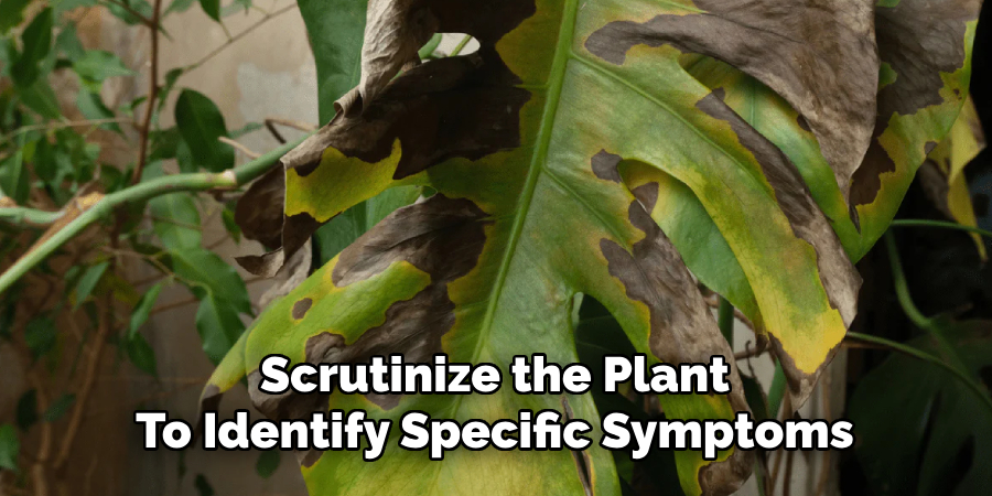 Scrutinize the Plant
To Identify Specific Symptoms
