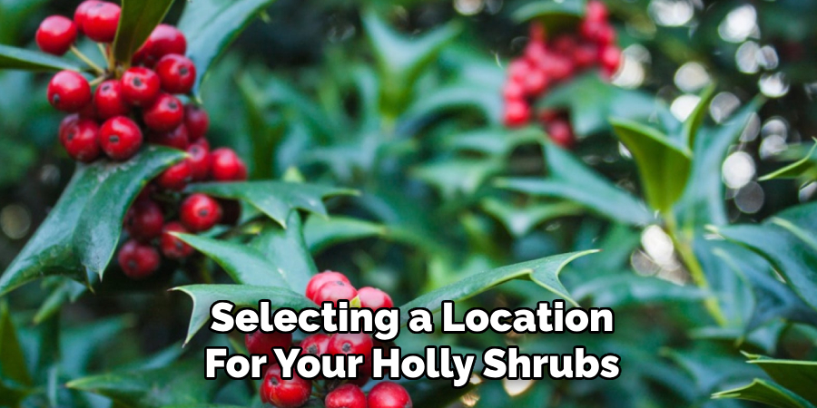 Selecting a Location
For Your Holly Shrubs