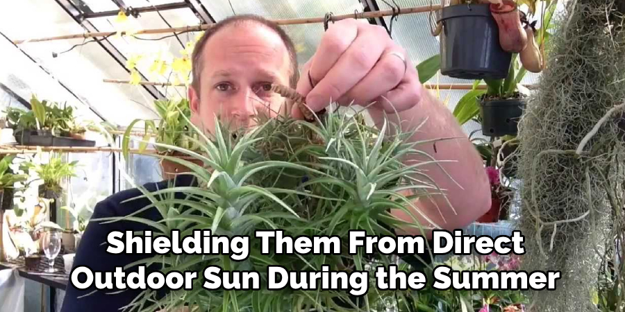 Shielding Them From Direct
Outdoor Sun During the Summer