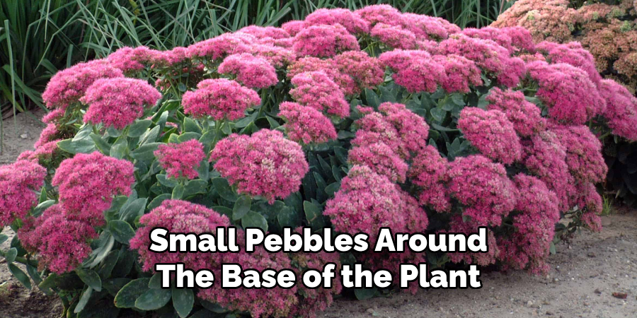 Small Pebbles Around
The Base of the Plant