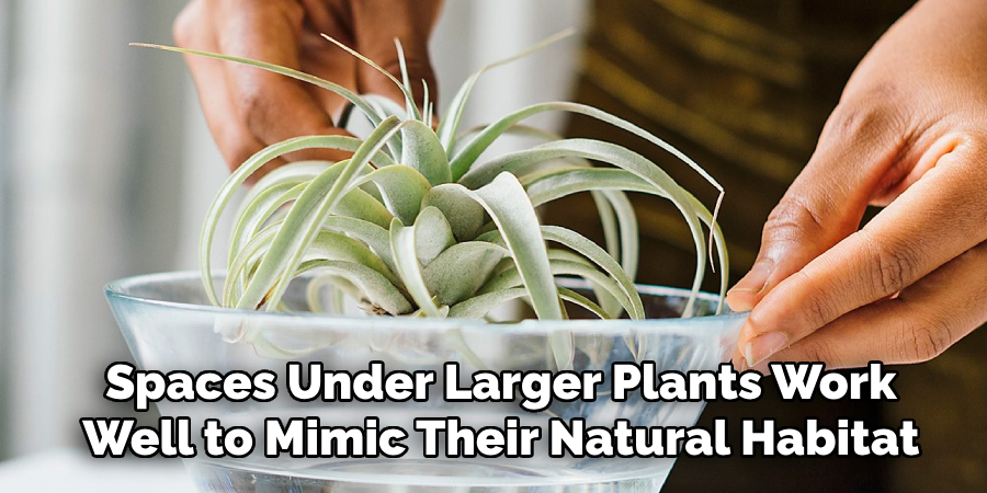 Spaces Under Larger Plants Work
Well to Mimic Their Natural Habitat