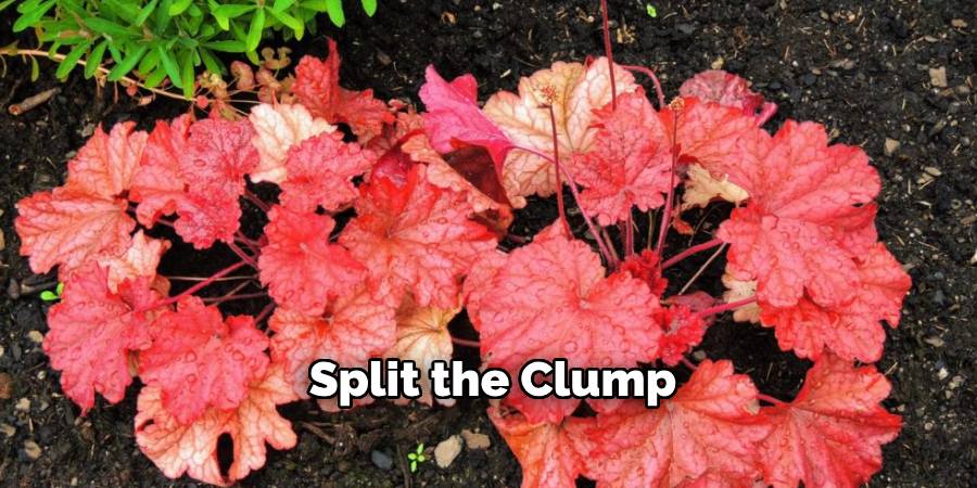 Split the Clump