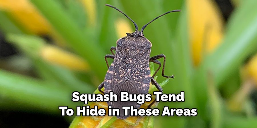 Squash Bugs Tend
To Hide in These Areas