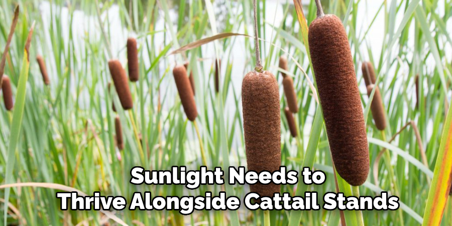 Sunlight Needs to
Thrive Alongside Cattail Stands