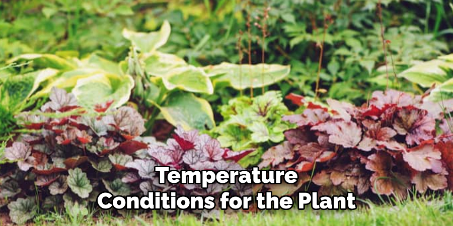 Temperature
Conditions for the Plant