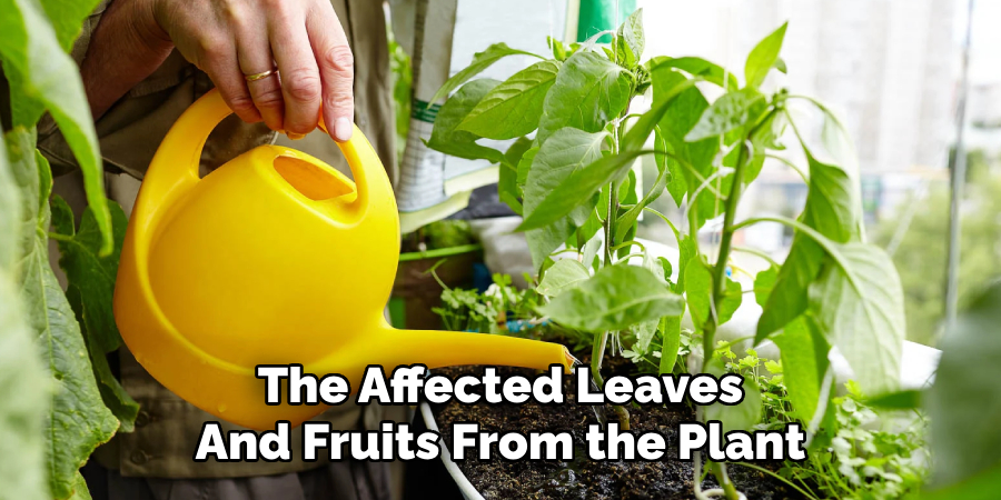 The Affected Leaves
And Fruits From the Plant