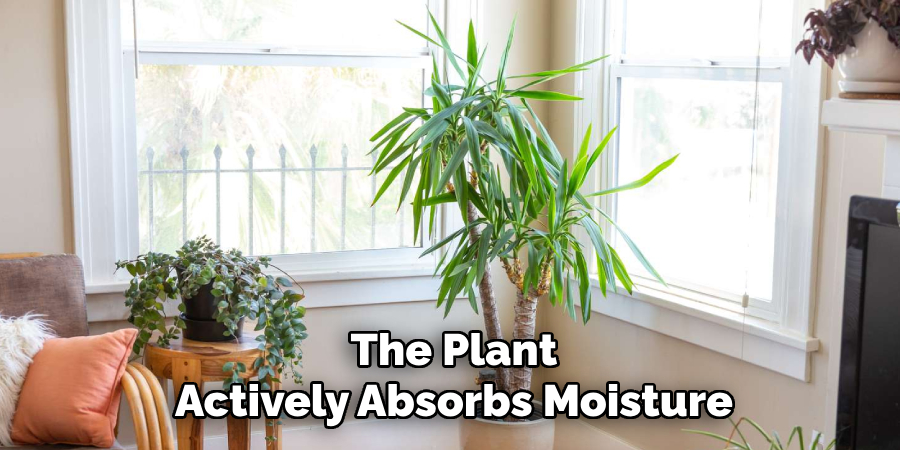 The Plant
Actively Absorbs Moisture