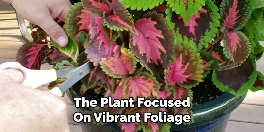 The Plant Focused
On Vibrant Foliage