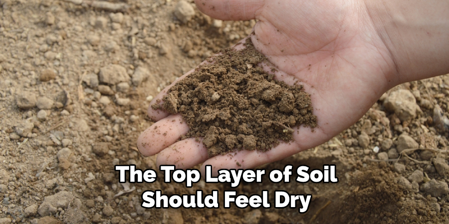 The Top Layer of Soil
Should Feel Dry