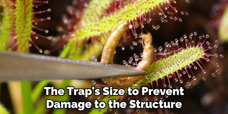 The Trap's Size to Prevent
Damage to the Structure