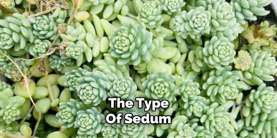 The Type
Of Sedum