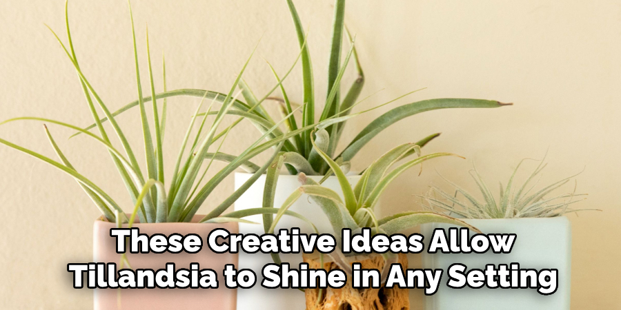 These Creative Ideas Allow
Tillandsia to Shine in Any Setting