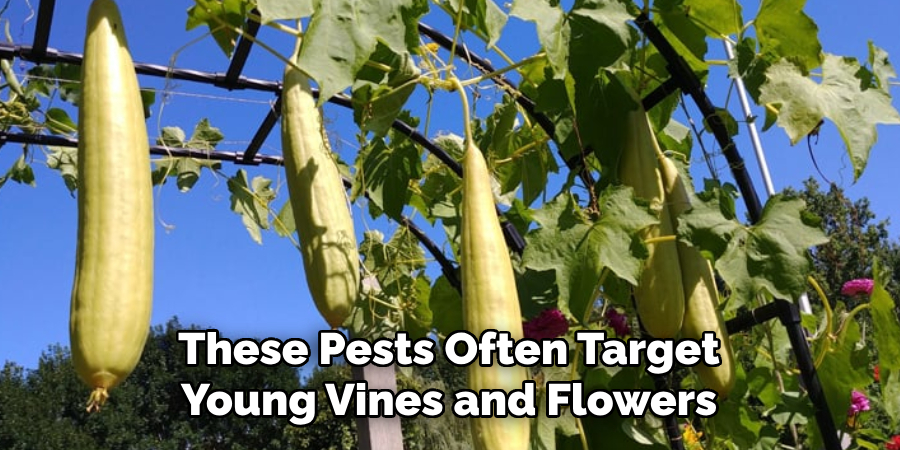 These Pests Often Target
Young Vines and Flowers
